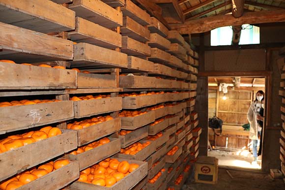 既に収穫済みのみかんを貯蔵している、貯蔵庫に入らせてもらうと・・！