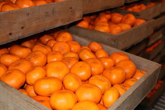 大津みかん、正式名称は「大津４号」