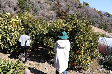さっそく、不知火の畑に入ってみると・・！