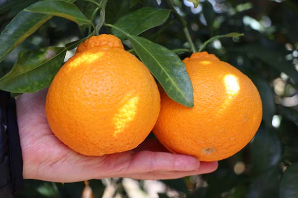 「不知火」と書いて「しらぬい」と読むこの柑橘。