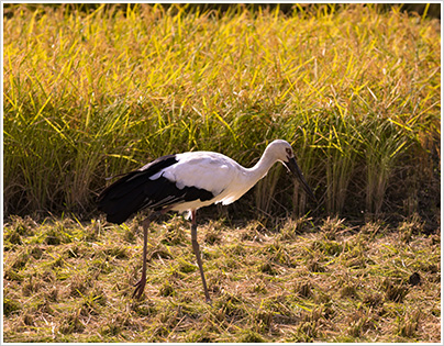 田んぼとコウノトリ