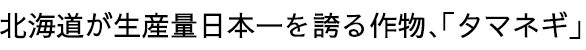北海道が生産量日本一を誇る作物、「タマネギ」。