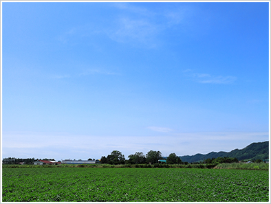 一面のジャガイモ畑