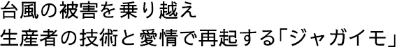 台風の被害を乗り越え生産者の技術と愛情で再起する「ジャガイモ」