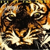 MONKEY MAJIK DICKさんのPOWER SONG「EYE OF THE TIGER」