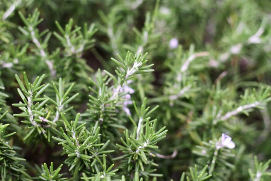 Rosemary Jpg