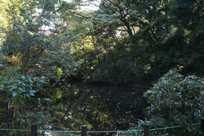 自然教育園　ひょうたん池