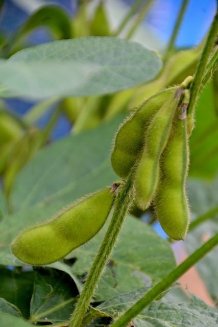 美味しい枝豆を育てるコツは 肥料をあまりあげないこと よ み き か せ Tokyo Fm 80 0mhz Every Mon Thu 14 30頃