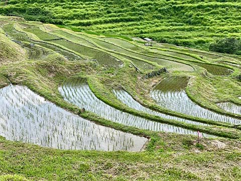 VOL.308「1000年の歴史を誇る棚田の再生とチームエナセーブ未来