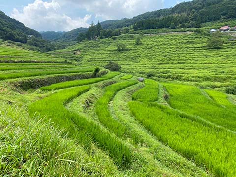 VOL.308「1000年の歴史を誇る棚田の再生とチームエナセーブ未来