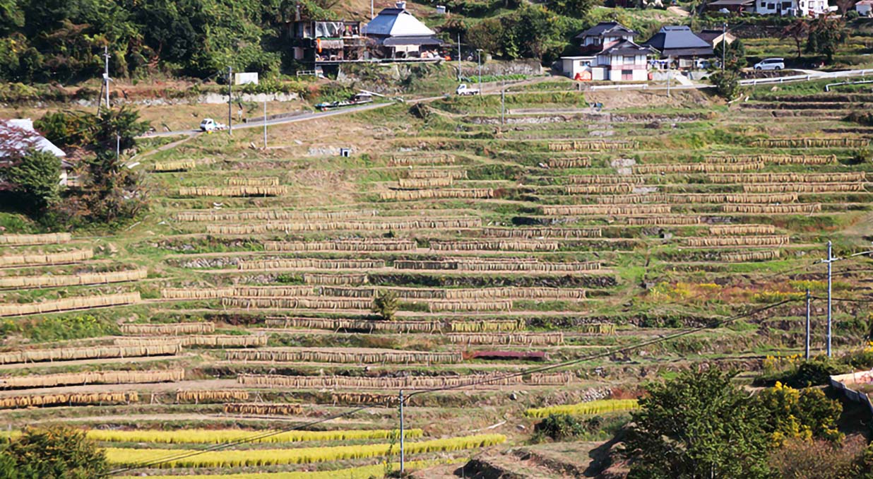 VOL.308「1000年の歴史を誇る棚田の再生とチームエナセーブ未来