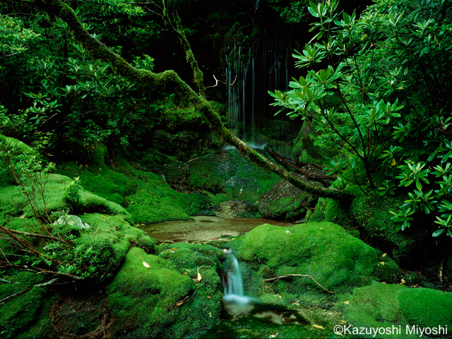 Botanical Books6写真集「世界遺産 屋久島」が綴る荘厳な自然と悠久の