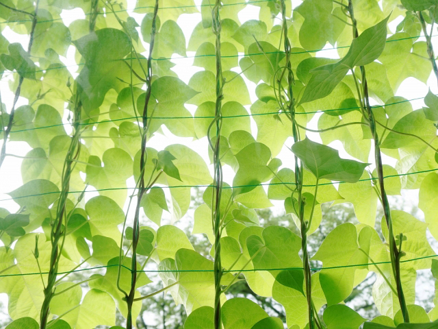 Herbal Life14家族で楽しく夏支度 グリーンカーテン を育てよう Noevir Botanical Life ノエビア ボタニカルライフ Tokyo Fm 80 0mhz
