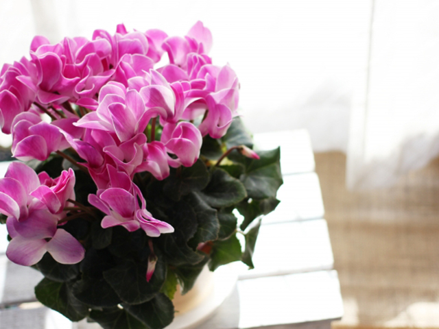 Herbal Life21冬ならではの花でお部屋を華やかに暖かく Noevir Botanical Life ノエビア ボタニカルライフ Tokyo Fm 80 0mhz