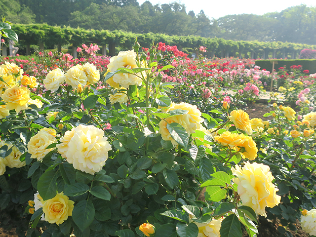 Botanist26神代植物公園 世界に誇るバラ園の魅力 Noevir Botanical Life ノエビア ボタニカルライフ Tokyo Fm 80 0mhz