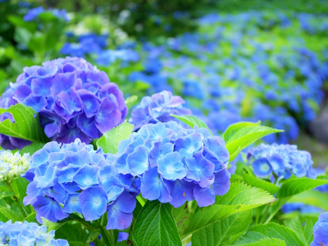 Botanical Goods30見ても楽しめる 6月だけの紫陽花のお菓子 Noevir Botanical Life ノエビア ボタニカルライフ Tokyo Fm 80 0mhz