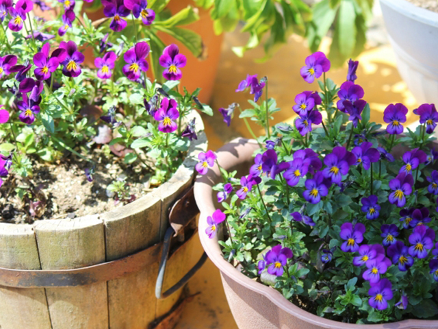 Herbal Life47鉢植えの花々で春を呼び込む - NOEVIR BOTANICAL LIFE 