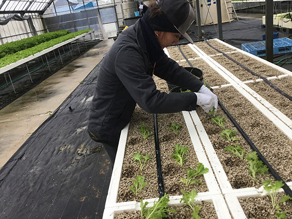 今が旬 沖縄の野菜を召し上がれ ニッポンの未来を元気にする 農業応援プログラム あぐりずむ Weekend Tokyo Fm 80 0mhz