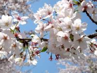 ついつい誰かに話したくなる桜ティップス をちょっとご紹介 Love Connection Tokyo Fm 80 0mhz Fm大阪 85 1 Love