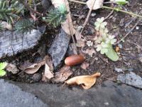 どんぐるーしー ルーシー S Blog Honda Smile Mission ホンダ スマイル ミッション Tokyo Fm Jfn