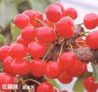 プレゼント写真