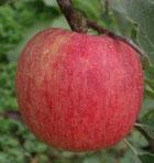 プレゼント写真