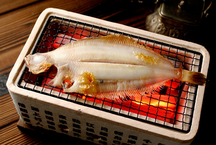 若狭かれい 写真