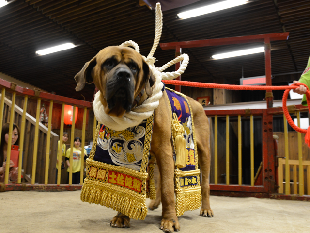 土佐犬に出会いました School Of Lock 連絡ボード