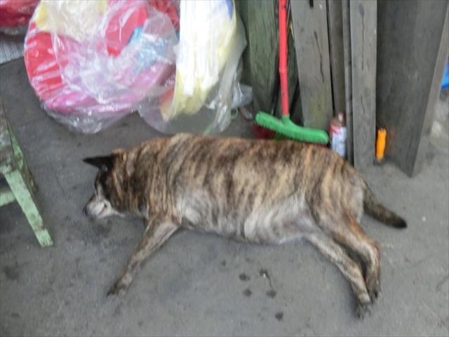 cimg5245_r.jpg cimg5245_r.jpg