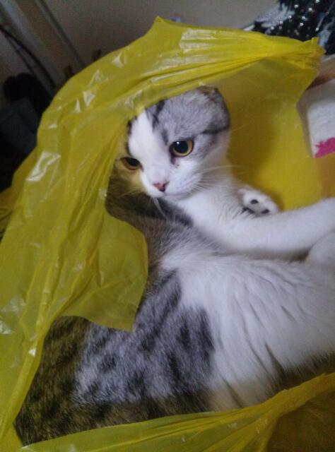 我が家の愛猫くん School Of Lock 連絡ボード