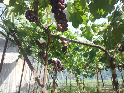 140212_sol06.jpg 140212_sol06.jpg