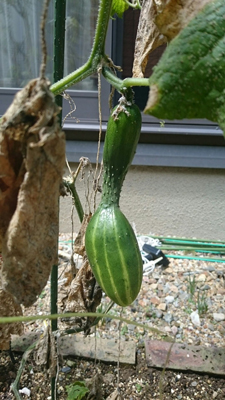 SCHOOL OF LOCK! SCHOOL OF LOCK!