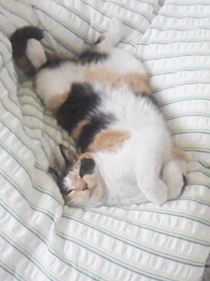 doubutu_07.jpg doubutu_07.jpg