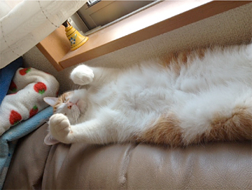 �C���X�g�摜