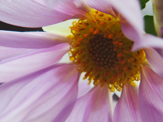 �r���[�e�B�t���ʐ^