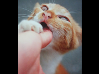 �r���[�e�B�t���ʐ^