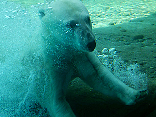 �r���[�e�B�t���ʐ^