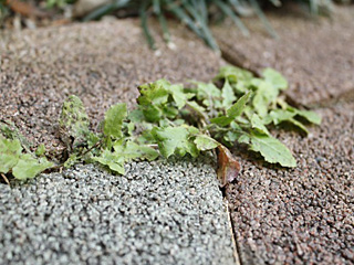 �r���[�e�B�t���ʐ^