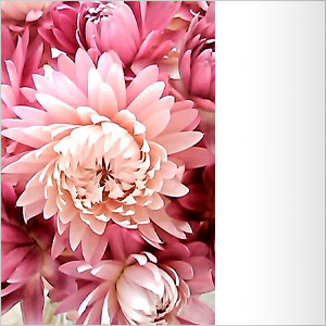 �W���P�ʃ��O�����v��