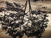 Among the Trees 〜木々の間に〜　@ Hayward Gallerysub画像3