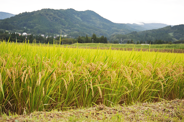 新之助が出来るまで