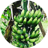 島バナナ