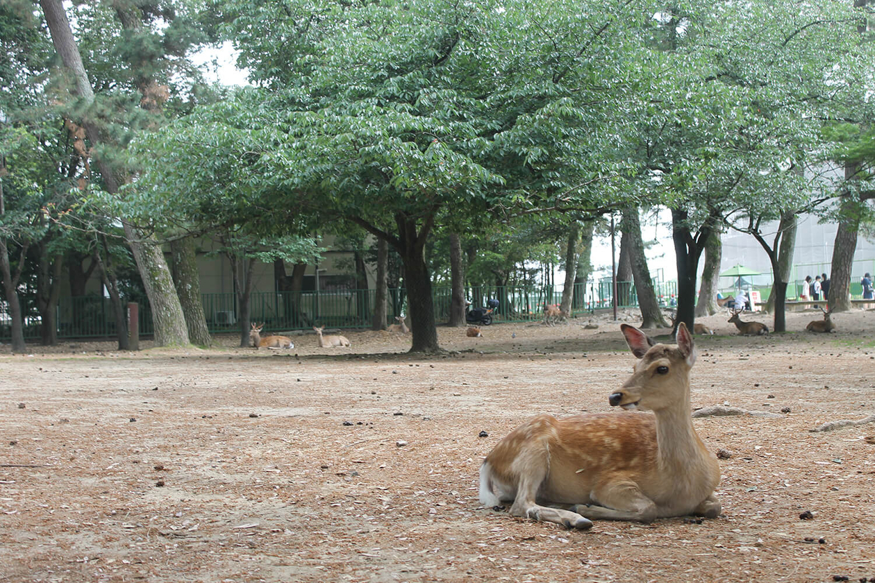 第百四十二話 日々の努力を怠らない－【奈良篇】日本画家 小倉遊亀－