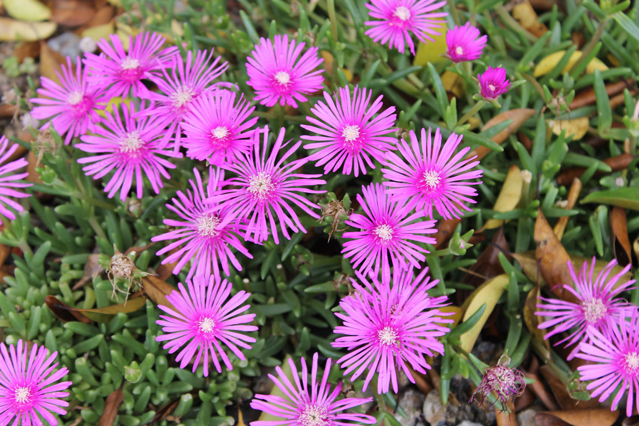 第百四十三話 情緒に敏感であれ－【奈良篇】数学者 岡潔－