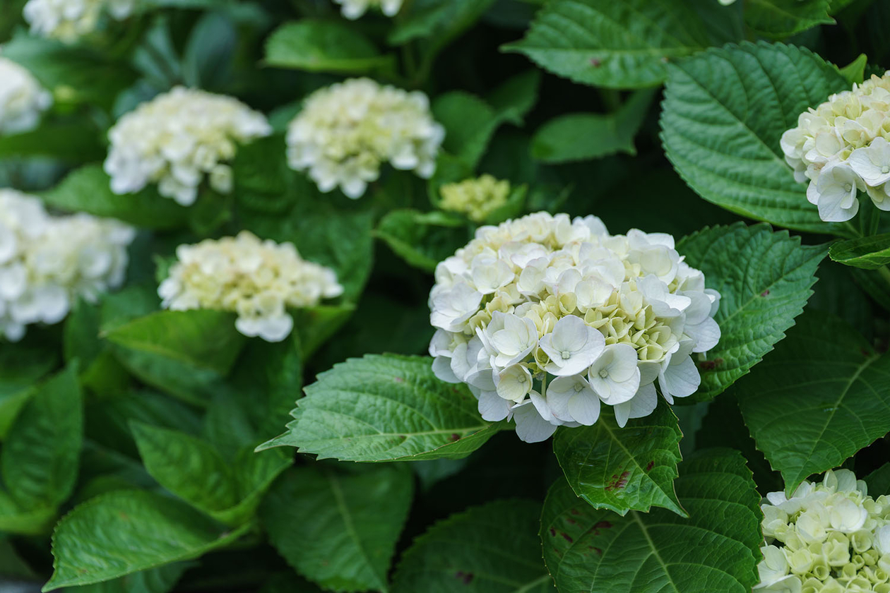 第百四十四話 自信と謙虚の間で生きる－【長崎篇】俳優 大滝秀治－