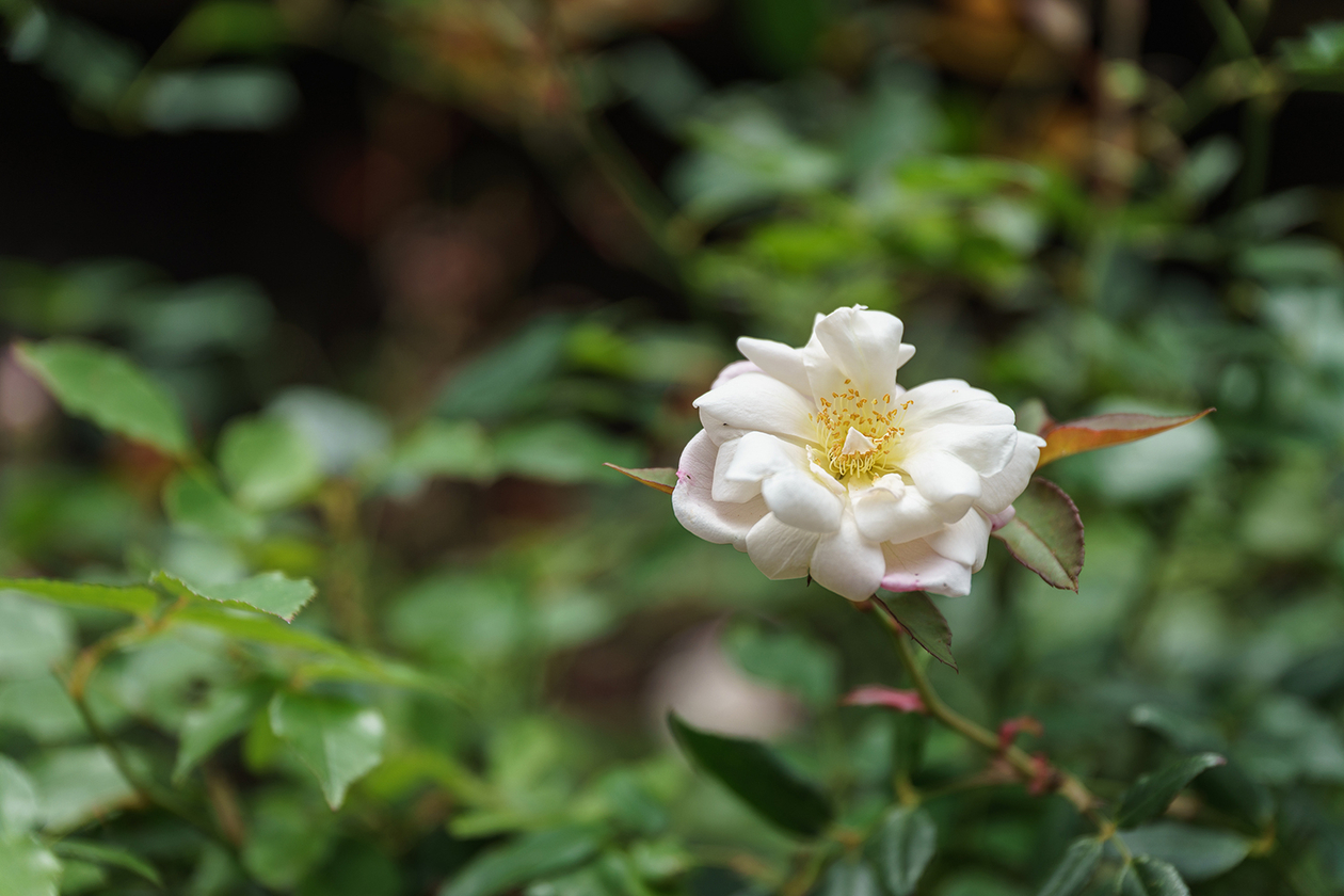 第百四十五話 自分を肯定できるのは自分しかいない－【長崎篇】作家 佐多稲子－