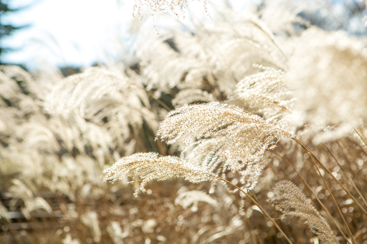 第十四話 ひとに助けられる－川端康成－