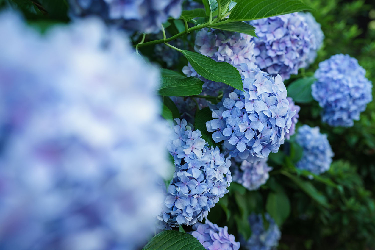 第百四十八話 動くことで、己を知る－【長崎篇】医師・博物学者 フィリップ・フランツ・フォン・シーボルト－