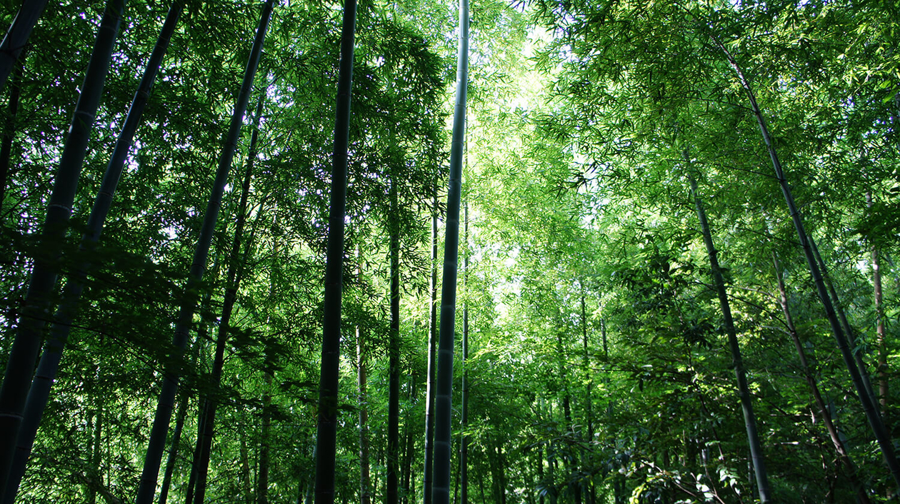 第百五十二話 胸を張って生きる－【鎌倉篇】女優 田中絹代－
