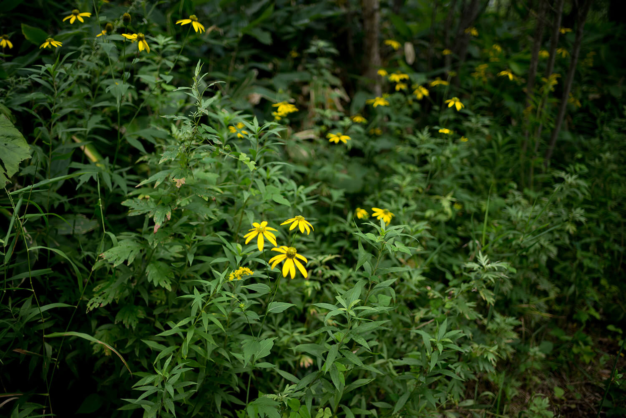 第百五十七話 焦らず、ゆっくりと－【北海道篇】森林学者 高橋延清－